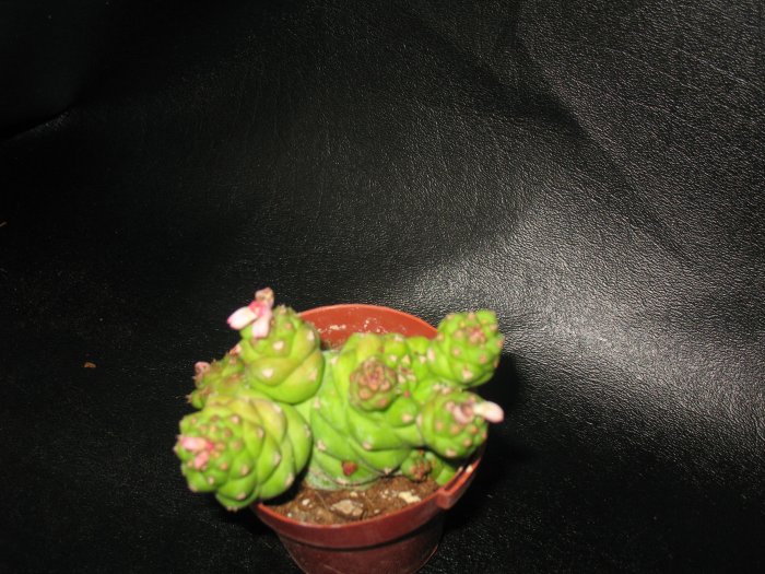 Monadenium Ritchiei