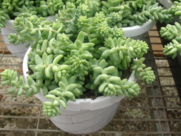 Sedum Burrito Hanging Basket