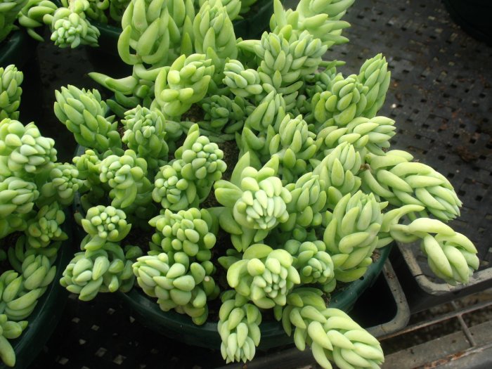 Sedum morganianum hanging basket