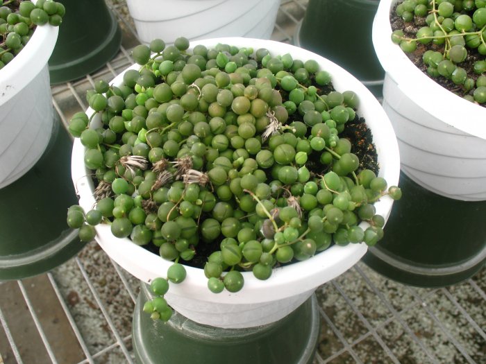 Senecop Rowleyanus Hanging Basket