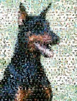 Amazing Doberman Pinscher Dog Montage Limited Edition