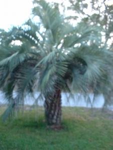 1 Pindo palm tree cold hardy fast growing tropical container jelly palm
