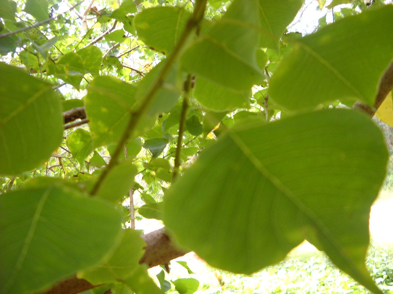 Tallow tree 100 seeds florida aspen popcorn Triadica sebifera biodiesel bees fast shade