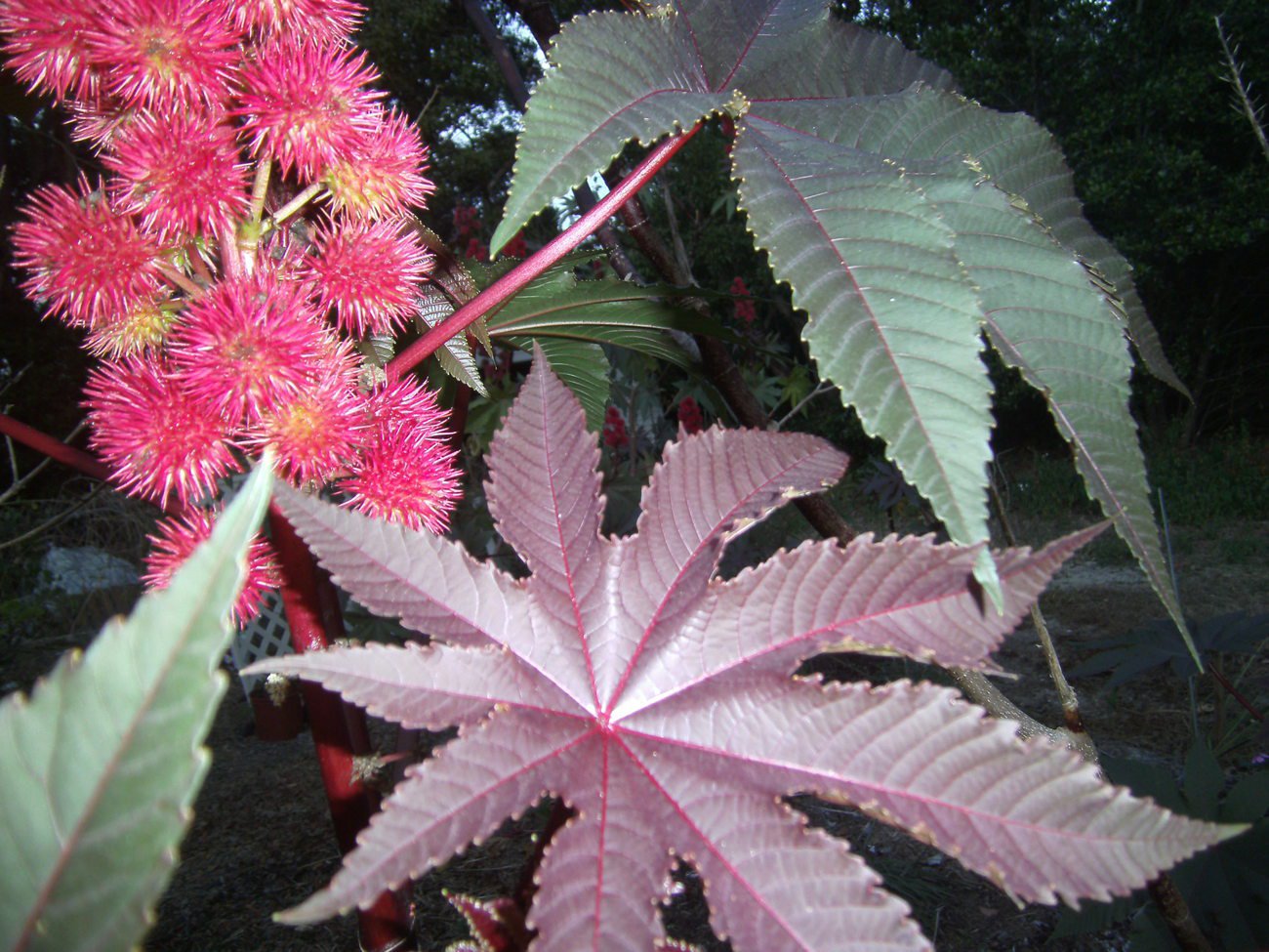 Castor bean 35 seeds Carmencita red leaves bright red flowers fast grow privacy