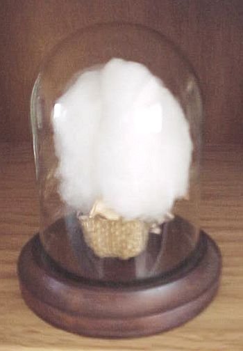 COTTON BALE in GLASS DOME DISPLAY with WOOD BASE