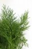 Dill Gourmet Dip Mix