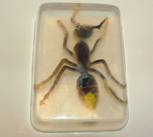 Embedded Bugs Glycerin Soap