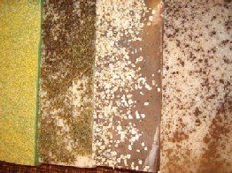 Large 12 lb Handmade Natural Olive Oil Lemongrass Soap Wholesale