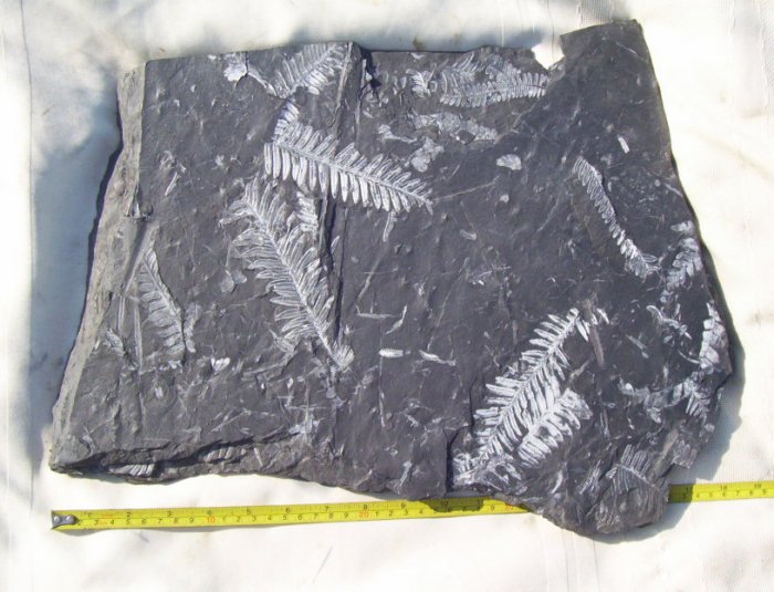 Huge PA Fern Plant Fossil: item#1111