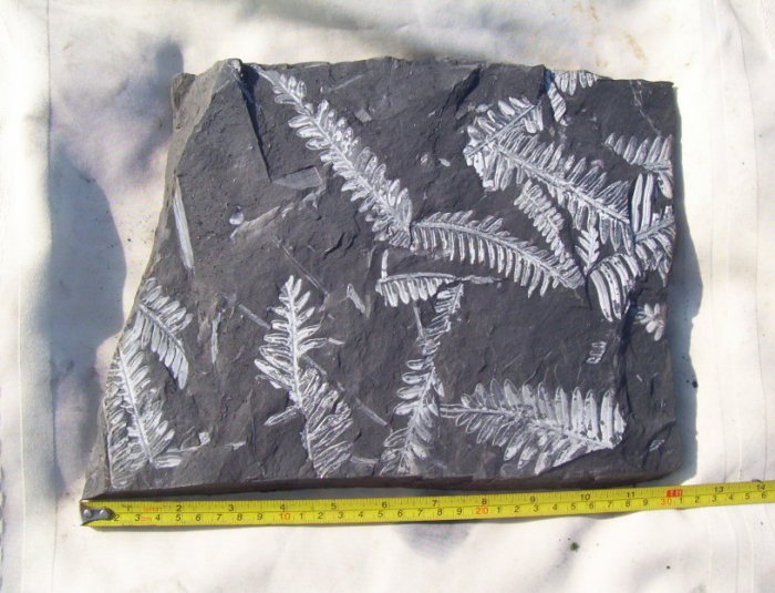 Large PA Fern Fossil Slab: item#1112