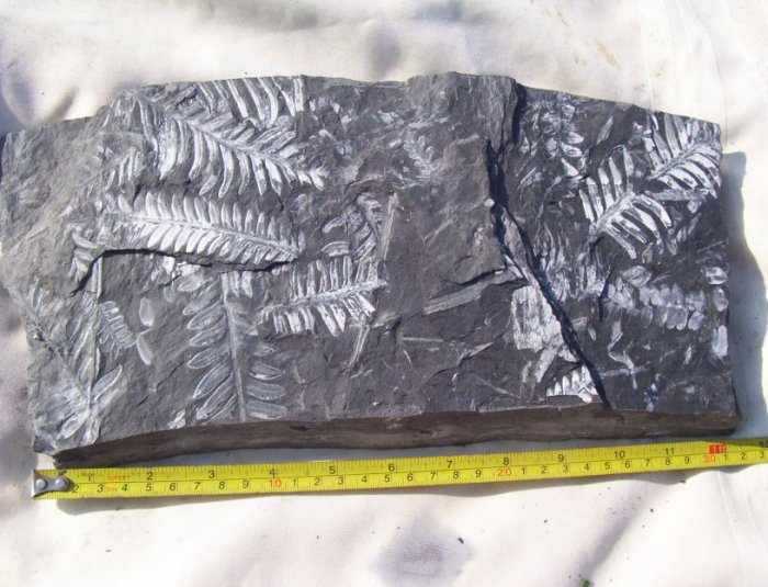 Large PA Fern Fossil Slab: item#1113