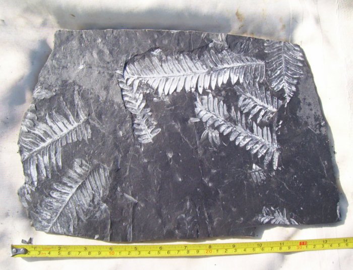 Large PA Fern Fossil Slab: item#1114