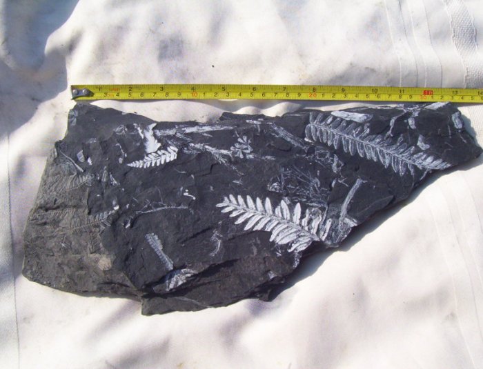 Large PA Fern Fossil Slab: item#1115