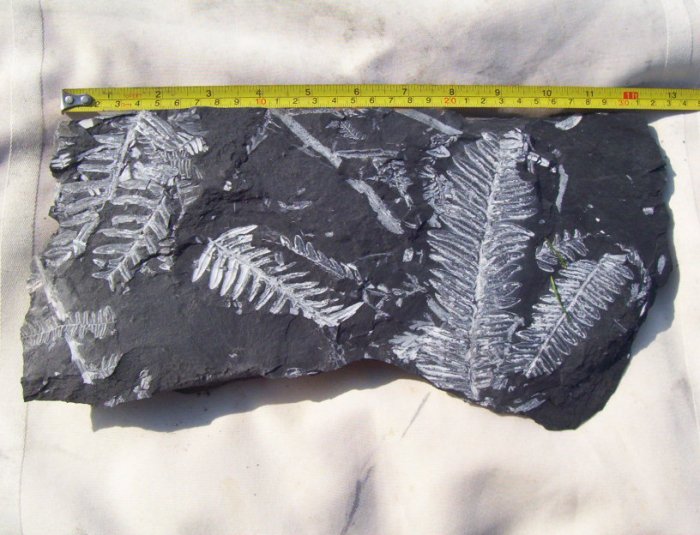 Large PA Fern Fossil Slab: item#1116