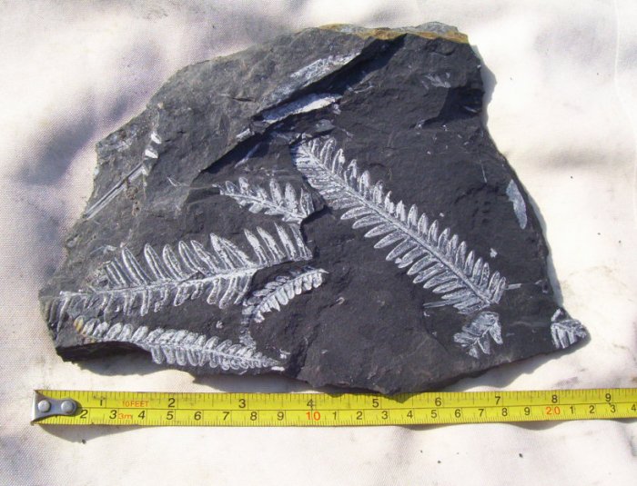 Large PA Fern Fossil Slab: item#1117