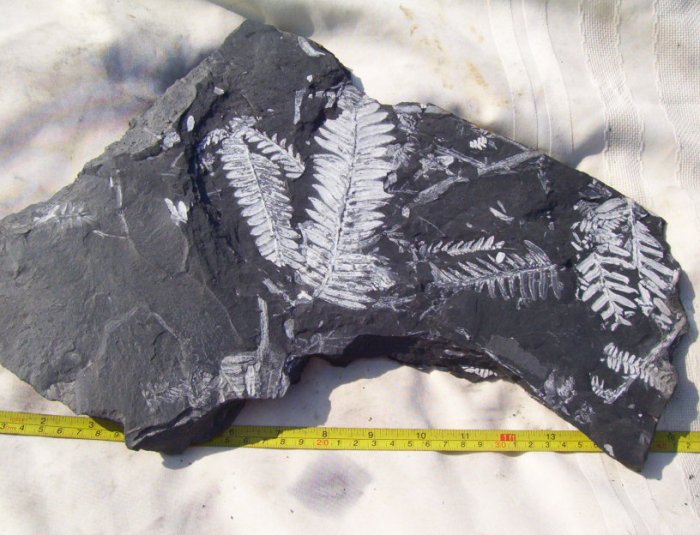 Huge PA Fern Plant Fossil: item#1118