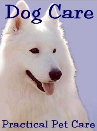 dog care