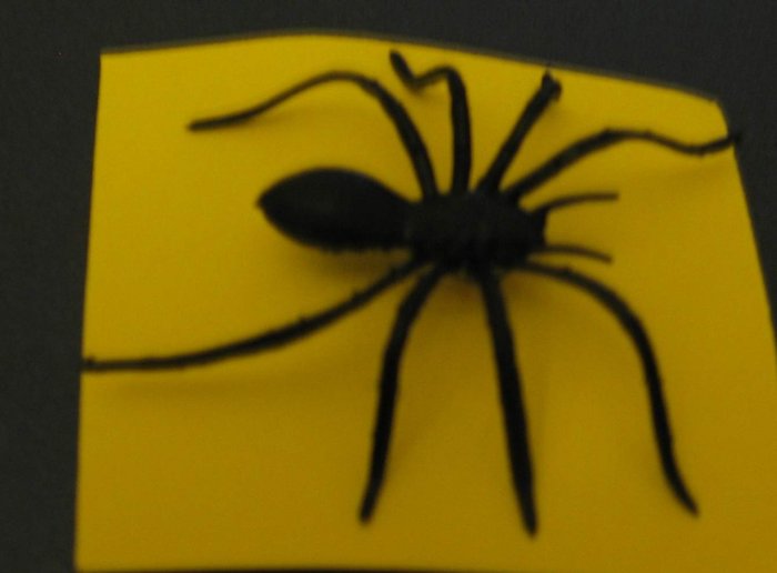 Black Spider Tie Tac Pins for back to School Halloween Fun