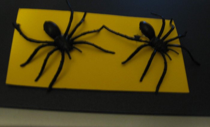 Black Spider Earrings Clip Halloween Club School Scary