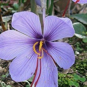 Saffron Finest Grade 1 $7.95 / gram