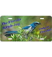 Design B - Florida Scrub-Jay Front Plate