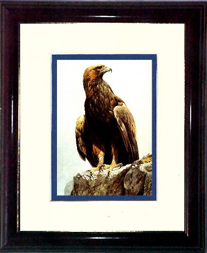Bateman's Golden Eagle #A454