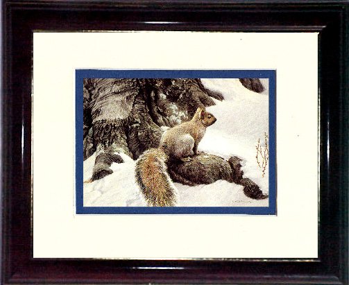 Batenan's Squirrel #A466