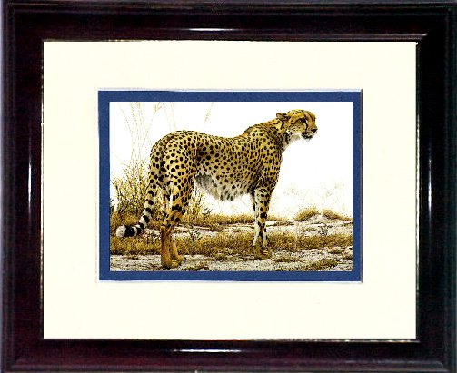 THE CHEETAH #A467