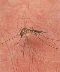 Make Non Toxic Insect Repellant Insecticide Recipes eBook