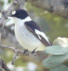 90+ BIRD SUET CAKES TREATS Recipes eBook
