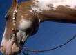 Make Horse Sheen Fly Repellent and More Equestrian Hints eBook
