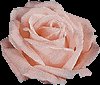 Make Your Own Rose Water Recipes eBook