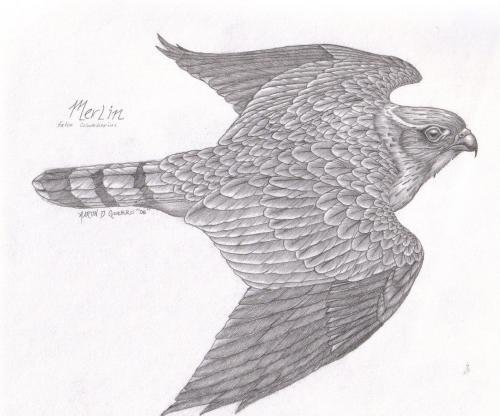 Native American Art Pencil Drawing Merlin by Aaron Guerro