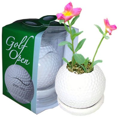 Mini plants;Ceramic Golf ball flowerpot; Toy Golf ball