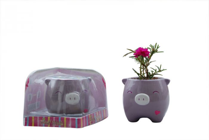 Piggy Plant;garden craft,home decoration(purple )