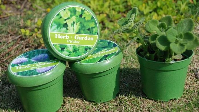 Garden gift;Rice hull plant;environmental Cup flower