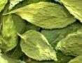 Free Shipping Sample - 5g Salvia Divinorum Foliage (incense) Sample