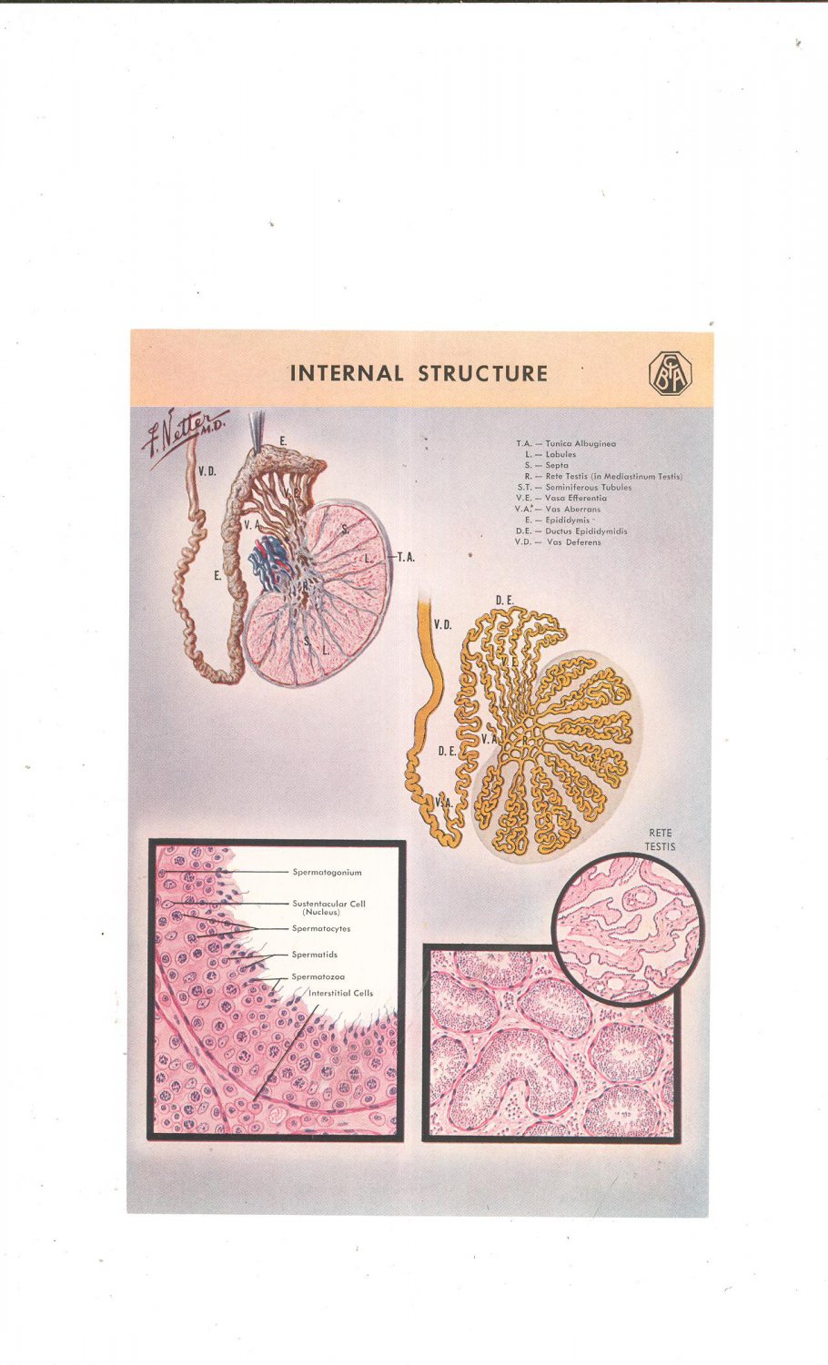Vintage Lot of 2 Color Plates Major Anatomy And Pathology Of The Testicle Frank Netter Ciba