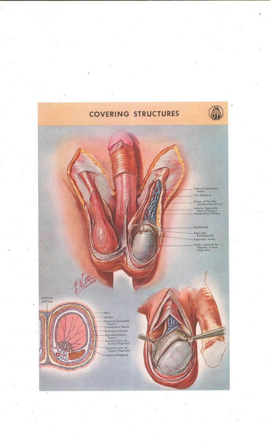 Vintage Lot of 2 Color Plates Major Anatomy And Pathology Of The Testicle Frank Netter Ciba