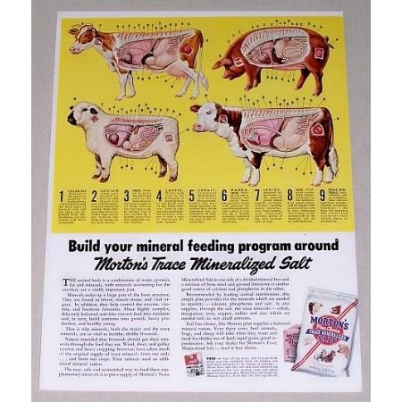 1951 Morton's Free Choice Trace Mineralized Salt Cow Art Color Print Ad