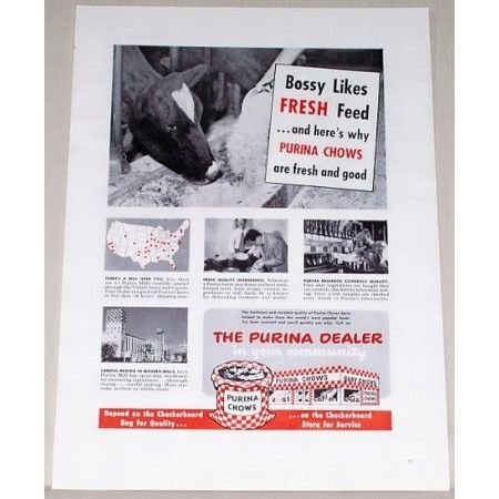 1951 Purina Chows Cow Color Print Ad - Bossy Likes Fresh Feed