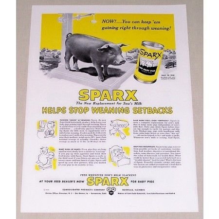 1951 Sparx Baby Pig Animal Food Pig Art Color Print Ad