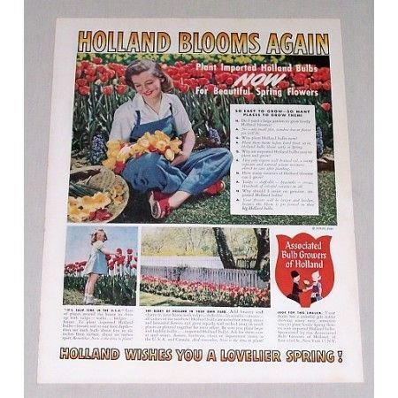1945 Bulb Growers Of Holland Color Print Ad - Holland Blooms