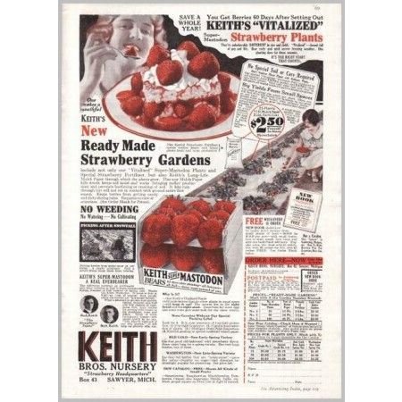 1931 Keith Bros Nursery Strawberries Color Print Ad