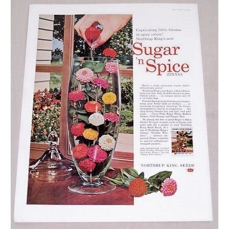 1960 Northup King Seeds Sugar Spice Zinnias Color Print Ad