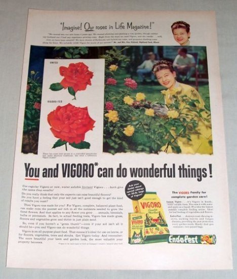 1954 Vigoro Plant Food Roses Color Print Ad Mrs. Kinkaid