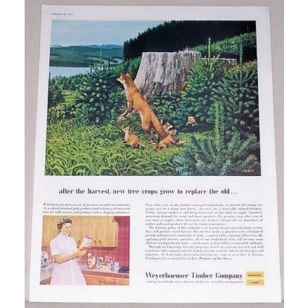 1957 Weyerhaeuser Timber Company Galli Art Color Print Ad