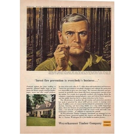 1955 Weyerhaeuser Timber Company Color Print Ad