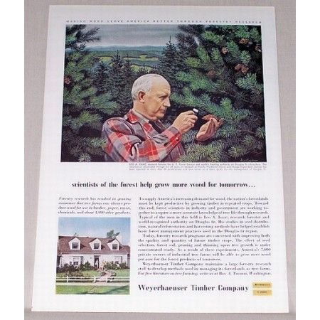 1955 Weyerhaeuser Timber Company Pine Trees Color Print Ad