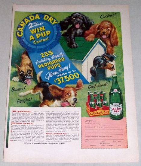 1953 Canada Dry Ginger Ale Pedigree Pups Dogs Art Color Print Ad